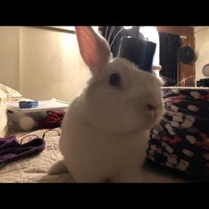 Meet your Posher, Jake